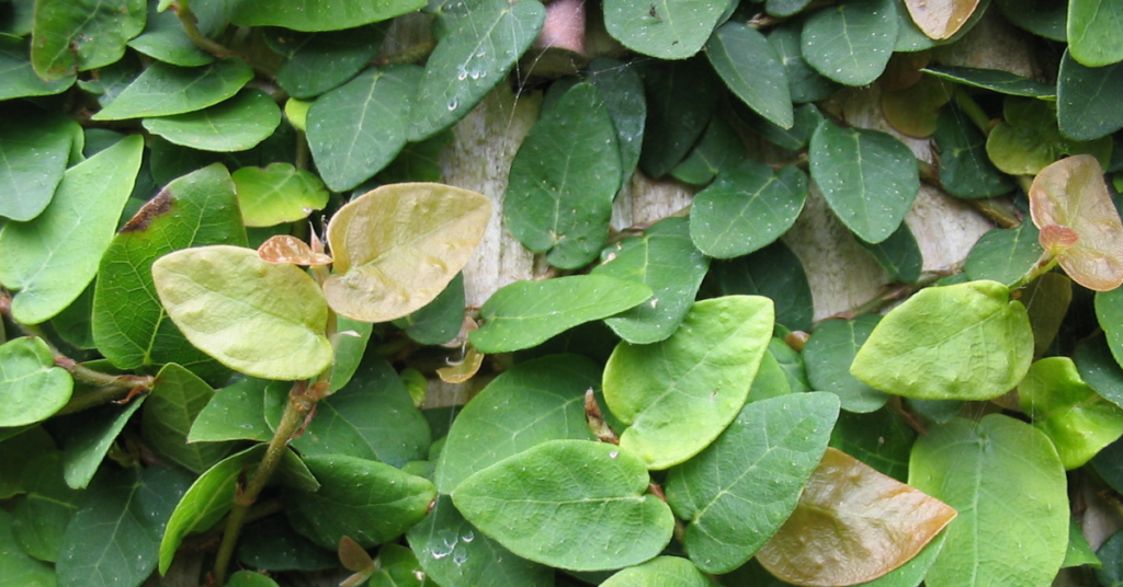 Ficus Pumila mechule.cz