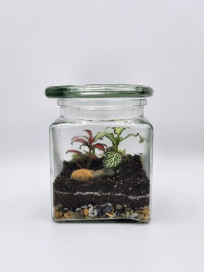 Duo Fittonia